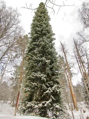 🌱 Семена Пихта Нордмана Боржоми, Семена, 30 шт. Цена от 350 руб. В наборе  качественные семена, инструкция и советы по проращиванию дерева дома.  Купить с доставкой и онлайн оплатой. - интернет-магазин Лесландия