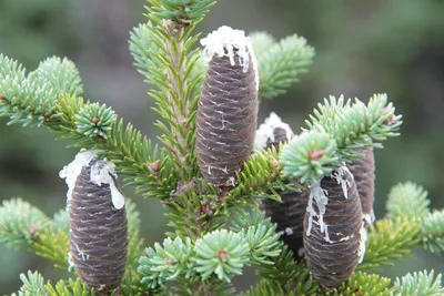 Пихта Субальпийская 'Abies Lasiocarpa' купить по цене цена по запросу от  питомника саженцев и растений Центросад | Фото и консультация по уходу