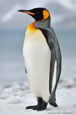 Королевский пингвин | Penguin pictures, Penguins, King penguin