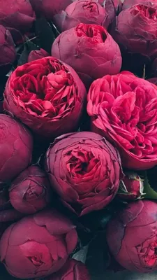 Пионы красные обои актуальное | Beautiful flowers, Peony wallpaper, Amazing  flowers