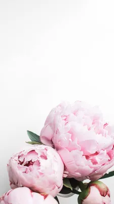 Peonies iPhone wallpaper | Pink wallpaper backgrounds, Beautiful flowers,  Peony wallpaper