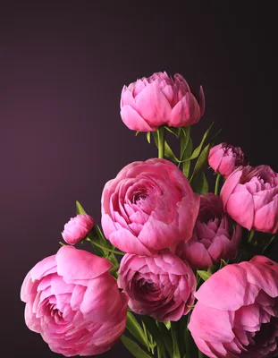 Картинки по запросу обои на рабочий стол пионы | Peony wallpaper, Peonies,  Peonies background