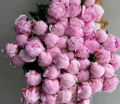 Темно-розовые пионы в коробке - 9 шт. за 11 890 руб. | Бесплатная доставка  цветов по Москве