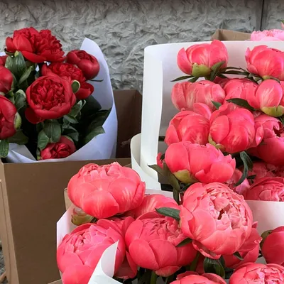 25 розовых пионов - Доставкой цветов в Москве! 5563 товаров! Цены от 487  руб. Цветы Тут