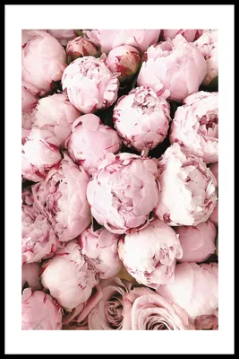 Букет из белых и розовых пионов в шляпной коробке - заказать доставку  цветов в Москве от Leto Flowers