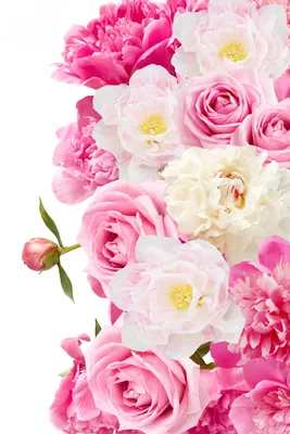 Desktop Wallpapers Roses paeony flower Closeup White 2400x3600