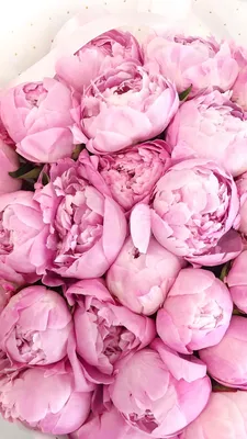 Flower wallpaper for phone | Цветочные контейнеры, Розовые пионы,  Пастельные цветы