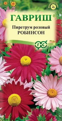 Пиретрум - особенности выращивания, правила посадки и ухода