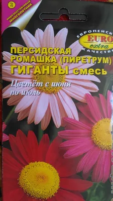 Пиретрум девичий (танацетум) Карлос Уайт: купить в Москве саженцы в  питомнике «Медра»