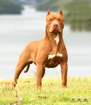 Premium Photo | Angry pitbull illustration