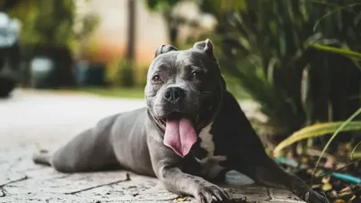 5 Types of Pit Bull Dog Breeds