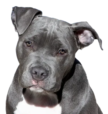 Leinwandbild Hund Mehrfarbiger moderner pitbull - TenStickers