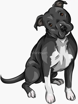 Sketch drawing pitbull barking pit bull terrier Vector Image