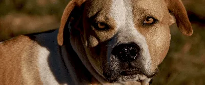 Premium Photo | Happy brown pitbull dog with white background