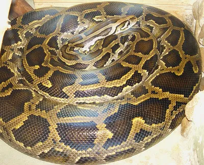 Python (genus) - Wikipedia