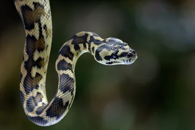 What is Python? Powerful, intuitive programming | InfoWorld