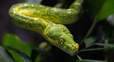 Burmese Python Snake Facts