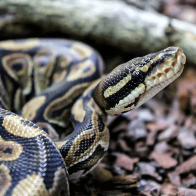 Green Tree Python - Los Angeles Zoo and Botanical Gardens