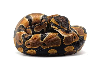 Reticulated python - Wikipedia