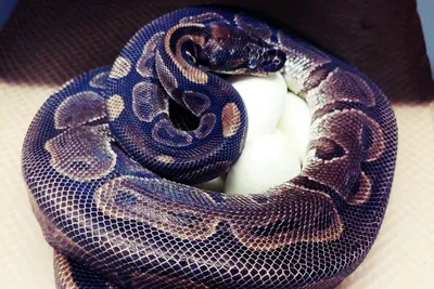 Coastal Carpet Python - Snake Portfolio - The Snake Catcher - 24/7