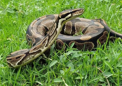 Ball Python (Python regius) · iNaturalist