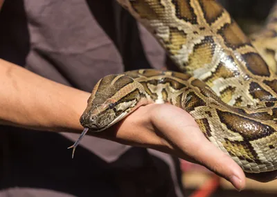 Cops Called as Python Breaks Into Home and Hides Under Dishwasher at 2 a.m.