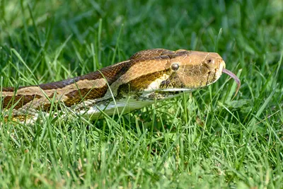 Burmese Python Facts | South Wilton Vet