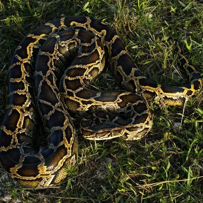 How should I care for my carpet python? – RSPCA Knowledgebase