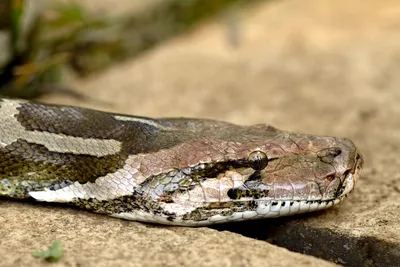 Florida's War With Invasive Pythons Has a New Twist | WIRED