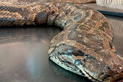 16 foot long python surprises a family in their own kitchen | Marca