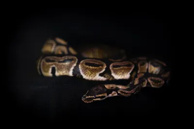 Ball Python Bite: Treatment and When to See a Doctor