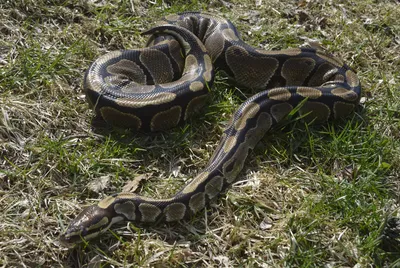 Pythons are eating their way through Everglades food chain