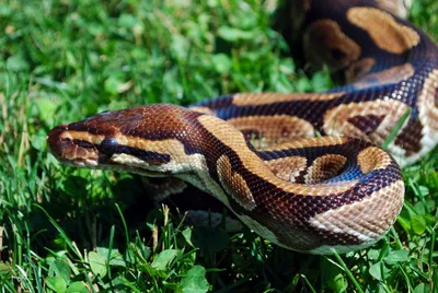 Green Tree Python | Akron Zoo