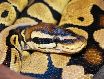 Ball Python – Saginaw Children's Zoo