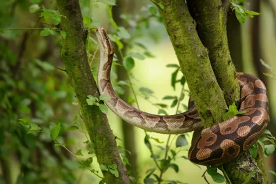 Record-setting 19-foot Burmese python caught in Florida