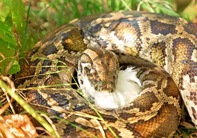 Ball Python Care Guide – The Bio Dude