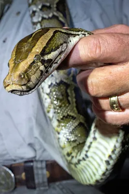 Florida Biologists Capture Record-Breaking 215-Pound Python | Smart News|  Smithsonian Magazine