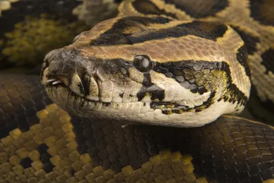 Burmese Python | National Geographic