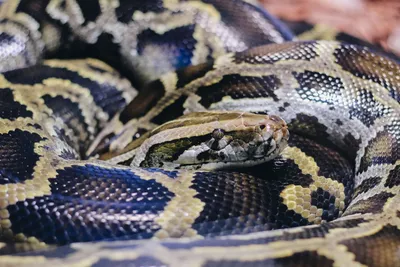 Baby Black Blood Pythons for sale