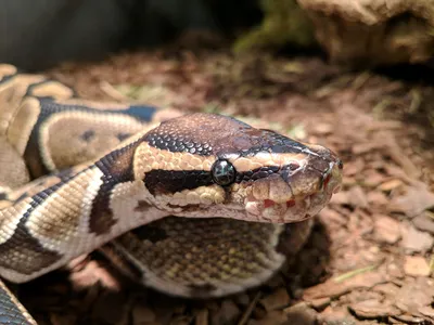 Indonesien: Python verschlingt 54-jährige Frau - DER SPIEGEL