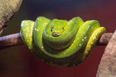 Ball Python | Seneca Park Zoo