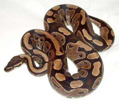 Ball python - Wikipedia