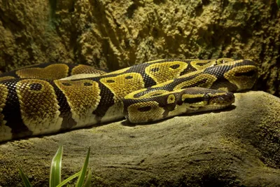 What is Python Used For? 7 Real-Life Python Uses | DataCamp