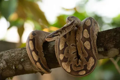 16-foot python returns home after a big adventure in Austin | KUT Radio,  Austin's NPR Station