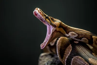 Rainbow Reticulated Python. : r/pics