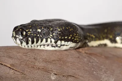 Invasive Burmese python documented eating deer weighing more than python  itself | by Conservancy of SWFL | Environmental Science Department | Medium