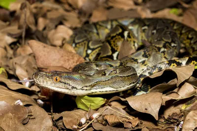 Largest Burmese python in Florida ever captured weighs 215 pounds