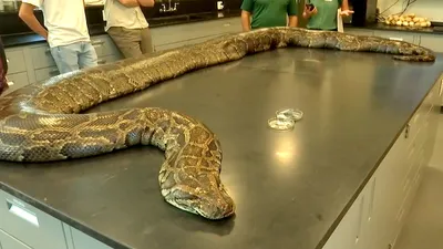 Diamond Python - The Australian Museum