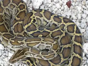 Ball Python - Wildlife Images Rehabilitation and Education Center