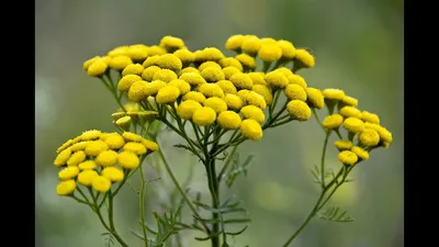 Пижма обыкновенная (Tanacetum vulgare L.)